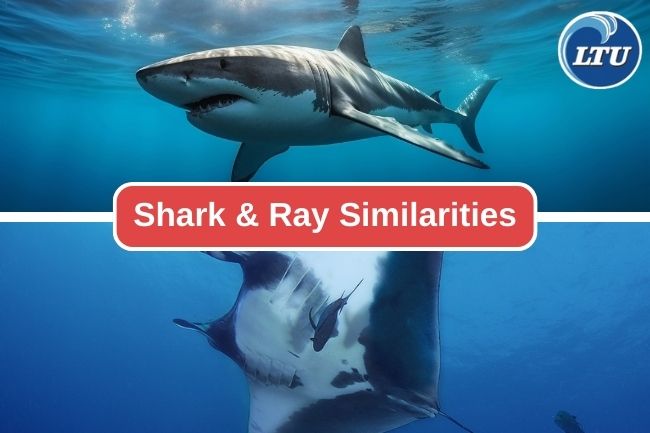 Here Are 8 Similarities Between Sharks And Rays