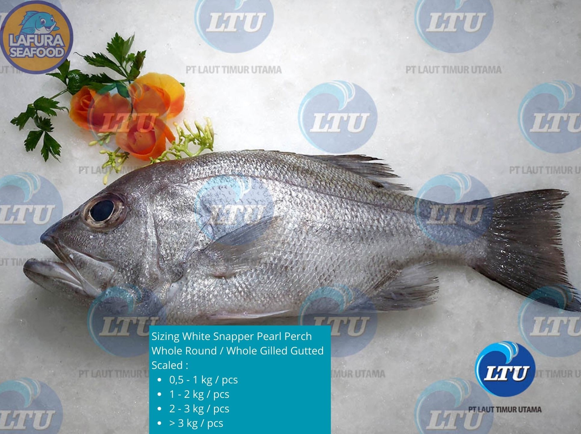 White Snapper Pearl Perch Whole Round / Whole Gilled Gutted Scaled