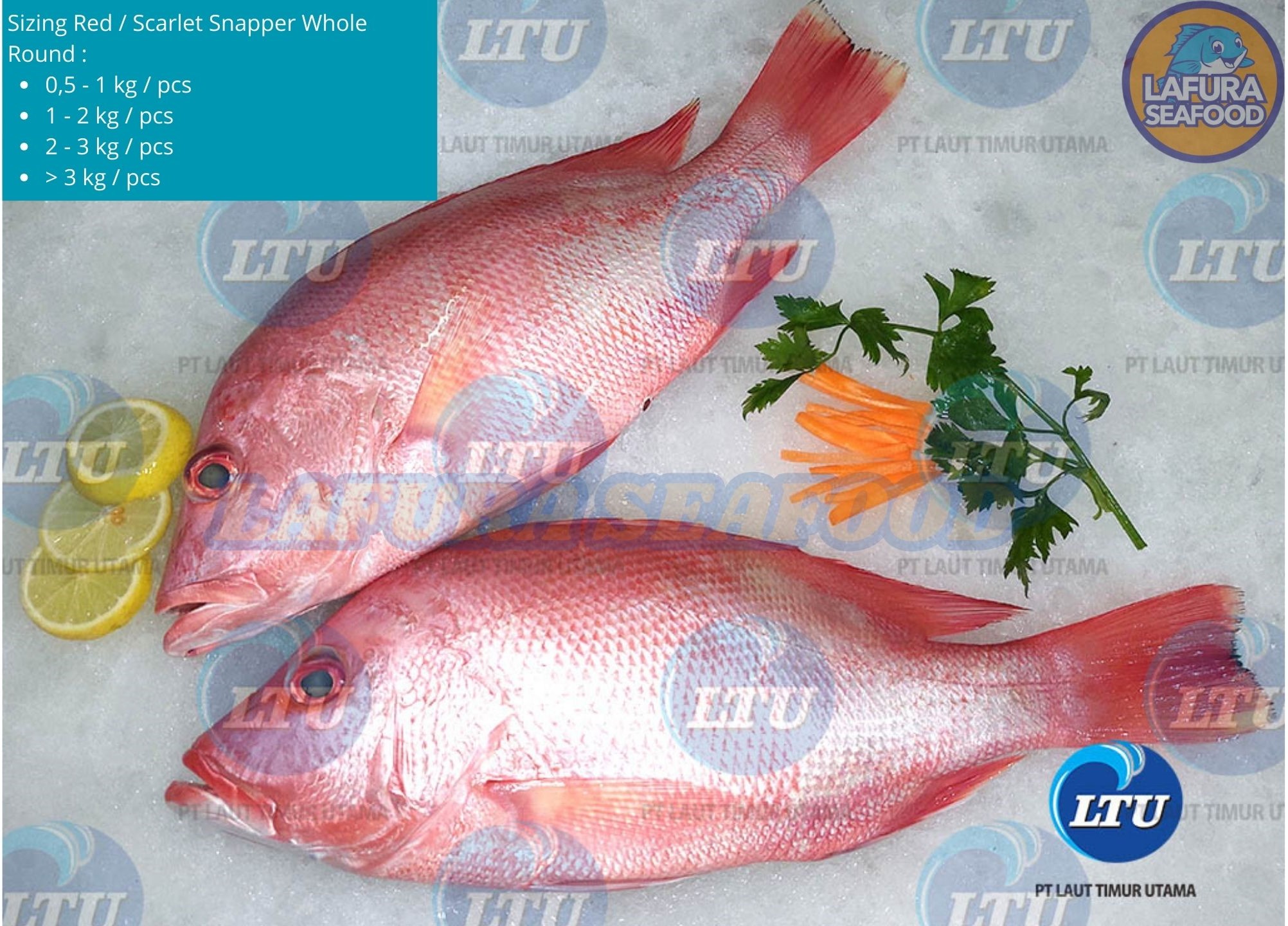 Red / Scarlet Snapper Whole Round / Whole Gilled Gutted Scaled